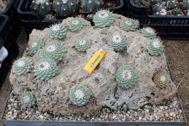 Strombocactus disciformis 21 Plants on the rock 50 cm (9)
