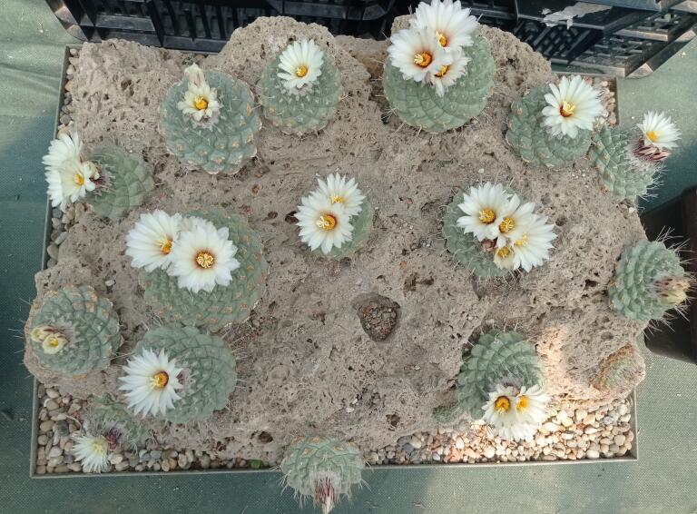 Strombocactus disciformis 21 Plants on the rock 50 cm